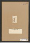 Sceptroneis ? nitzschioides Grun. (de-Toni-Nr.: Genus 63, Species 2575) Zeichnungen Sammlung Grunow Nr. 5133 (NHMW-BOT-W0373443)
